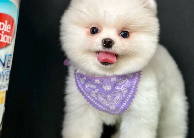 Safkan Pomeranian Mini Boo Yavrularımız